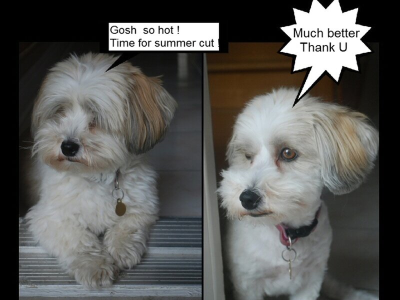 Dog Before and After Haircut