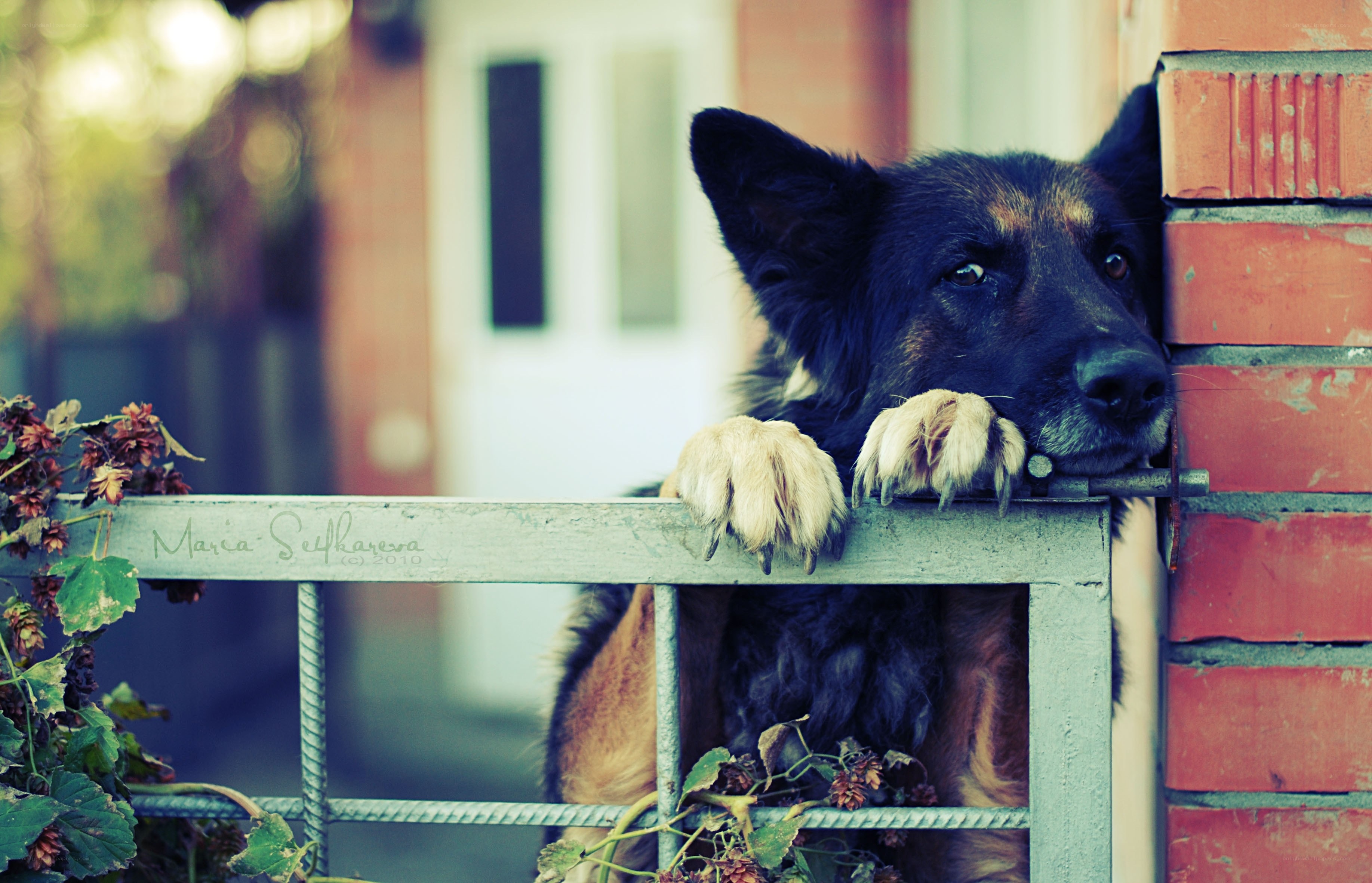dog behind a fence