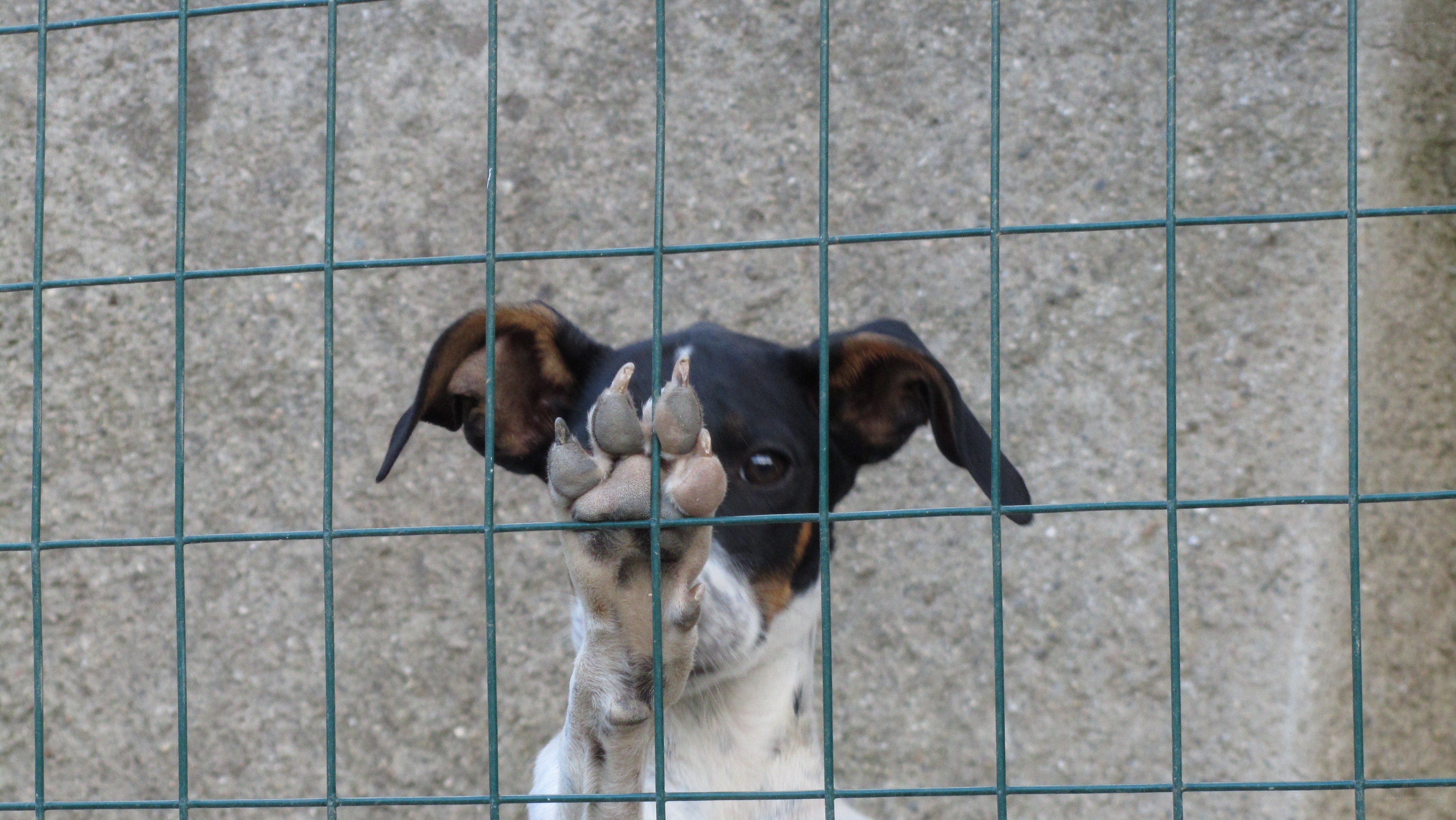 dog behind a fence