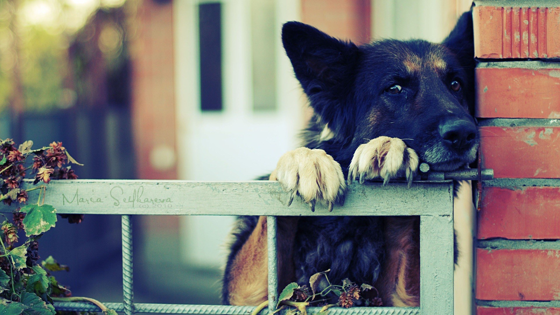 dog behind a fence