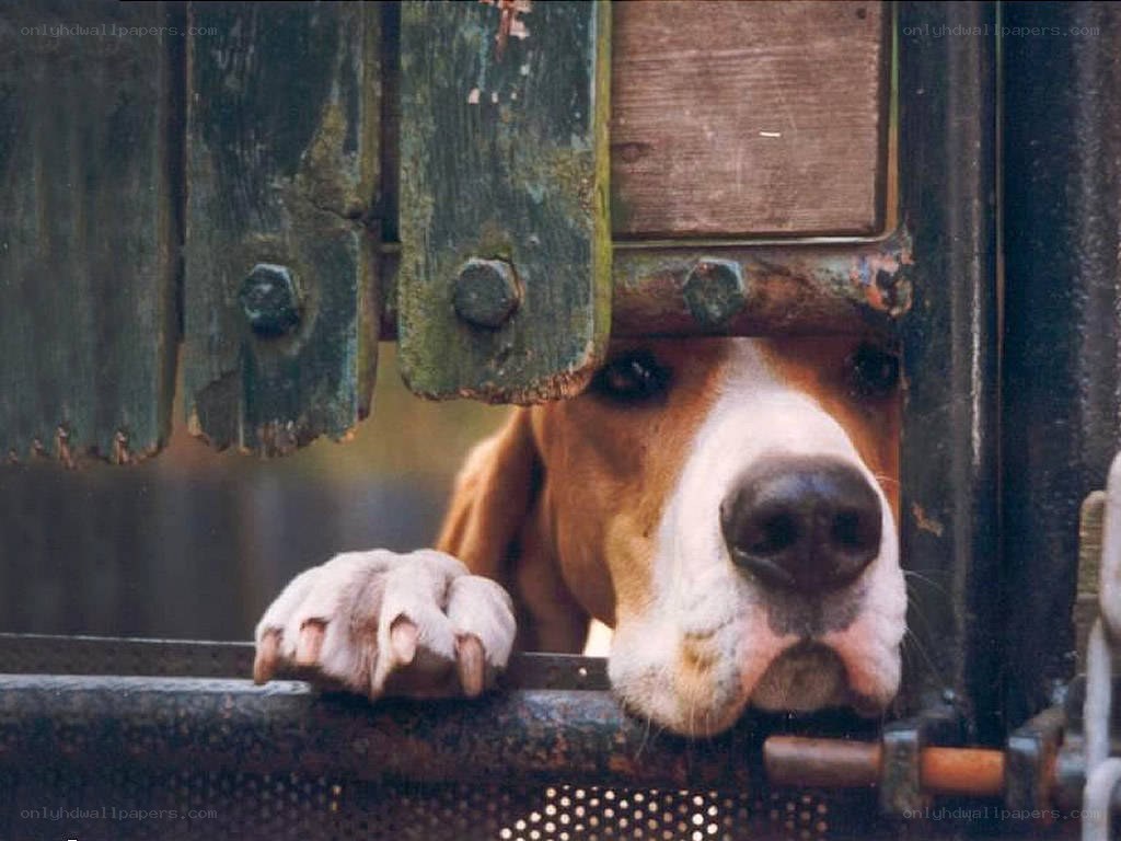 dog behind a fence