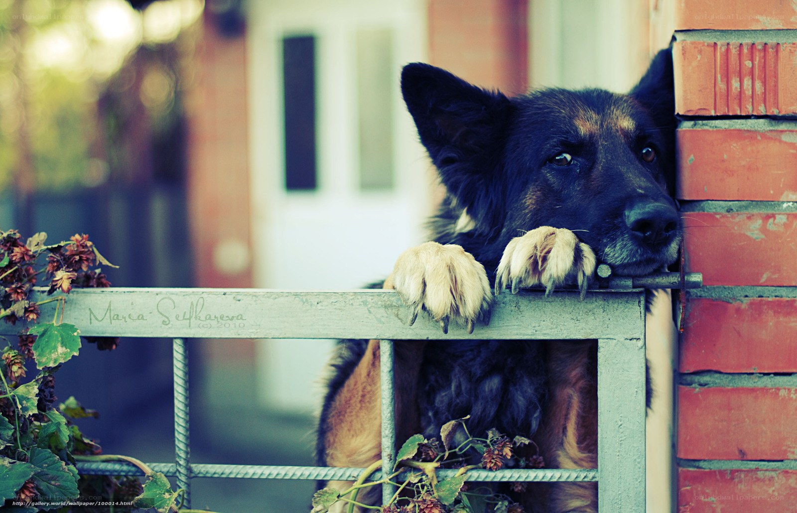 dog behind a fence