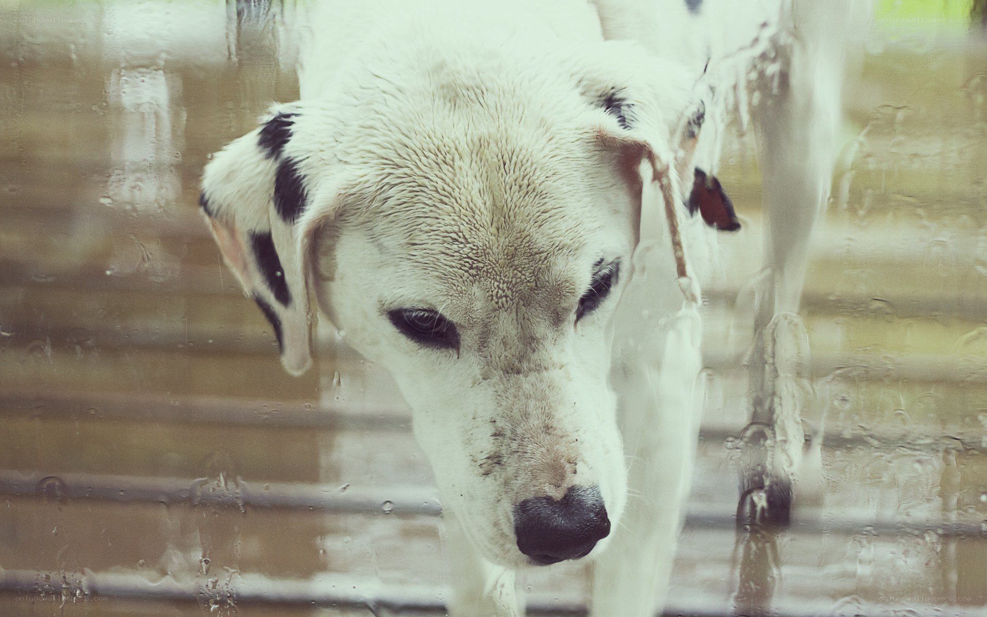 dog behind a rainy window