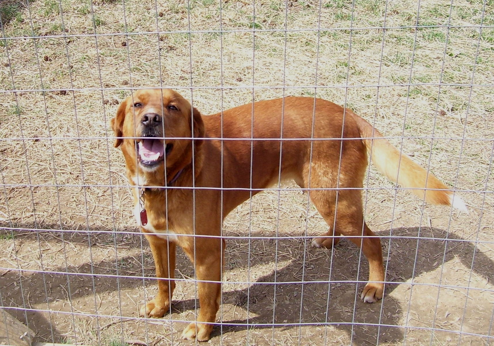 dog behind a wire fence