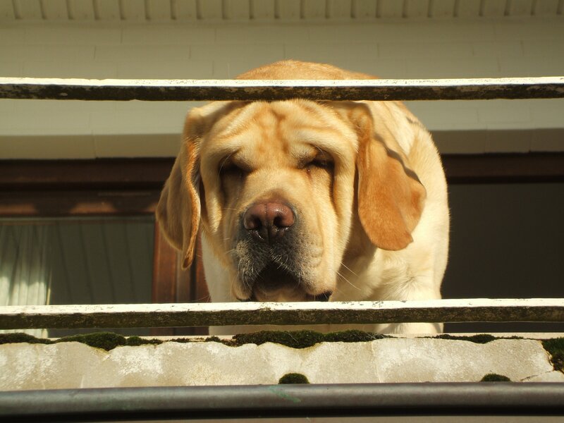dog behind balcony railing