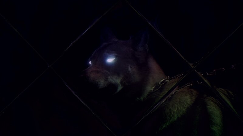 Dog Behind Bars