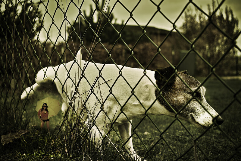Dog behind chain-link fence