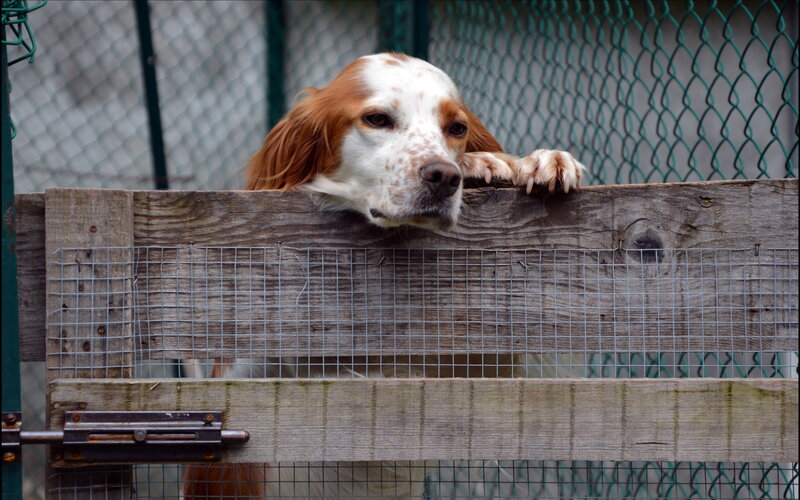 Dog Behind Fence — Brown, Calm