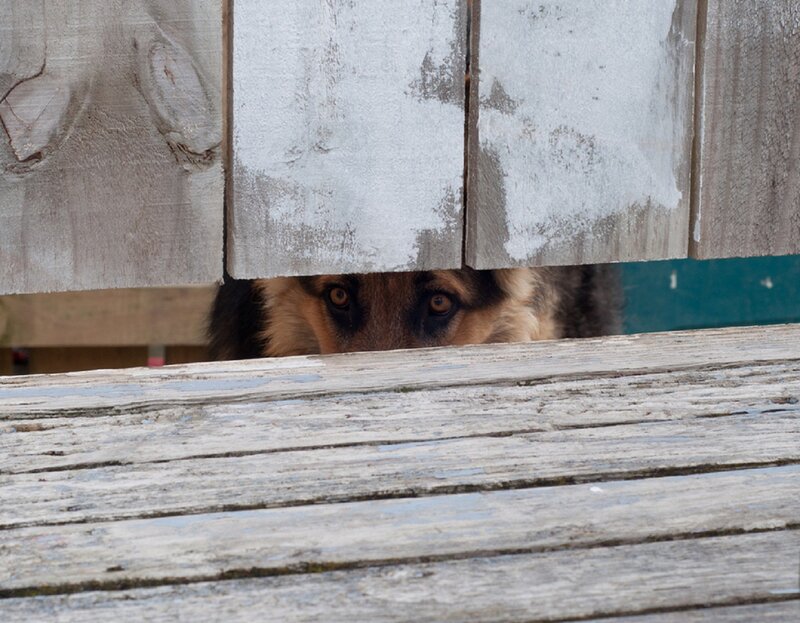 Dog Behind Fence — Brown