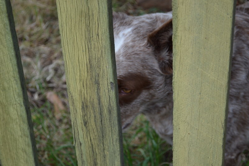 Dog Behind Fence — Green