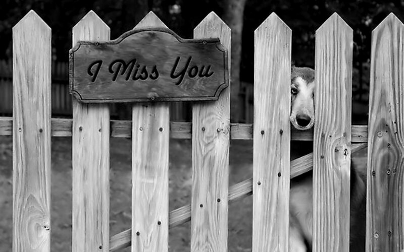 Dog Behind Fence