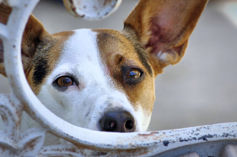 Dog Behind Fence — White