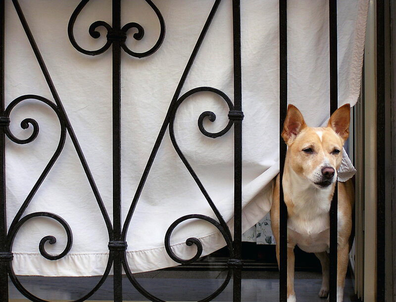 Dog Behind Iron Gate