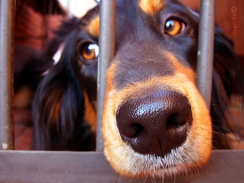 Dog Behind Metal Bars