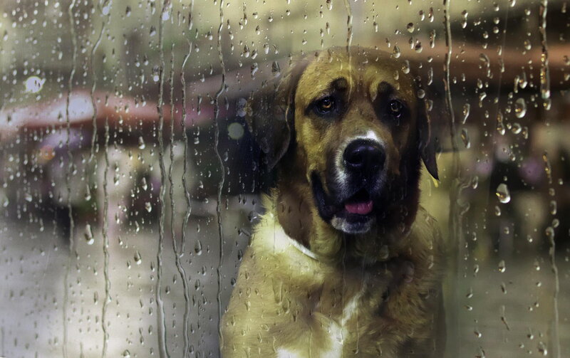 Dog Behind Rain-streaked Glass — Brown