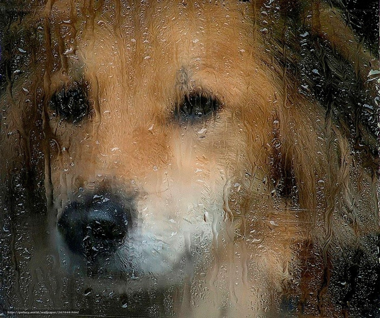 dog behind rain-streaked glass