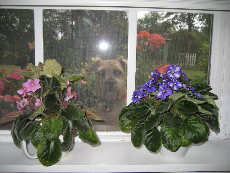 Dog Behind Screen Door