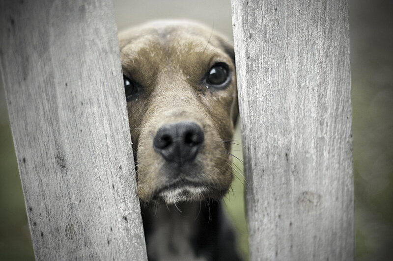Dog Behind Wooden Fence — Brown, Curious