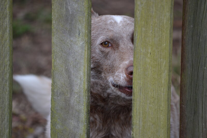 Dog Behind Wooden Fence — Brown