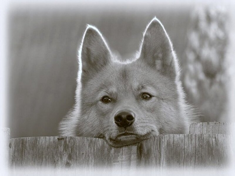 Dog Behind Wooden Fence
