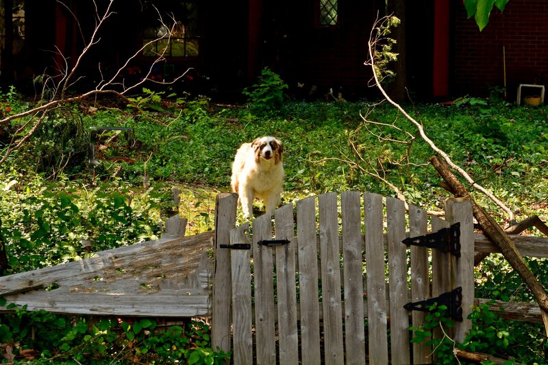 Dog Behind Wooden Gate