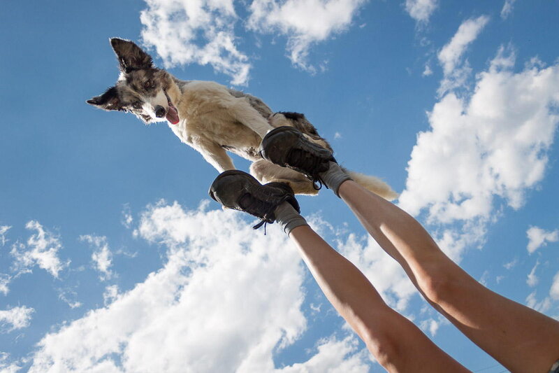 Dog Being Lifted