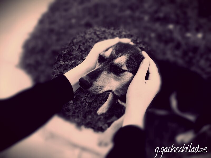 Dog Being Petted — Black
