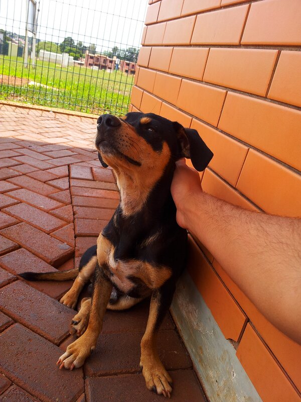dog being petted by a hand