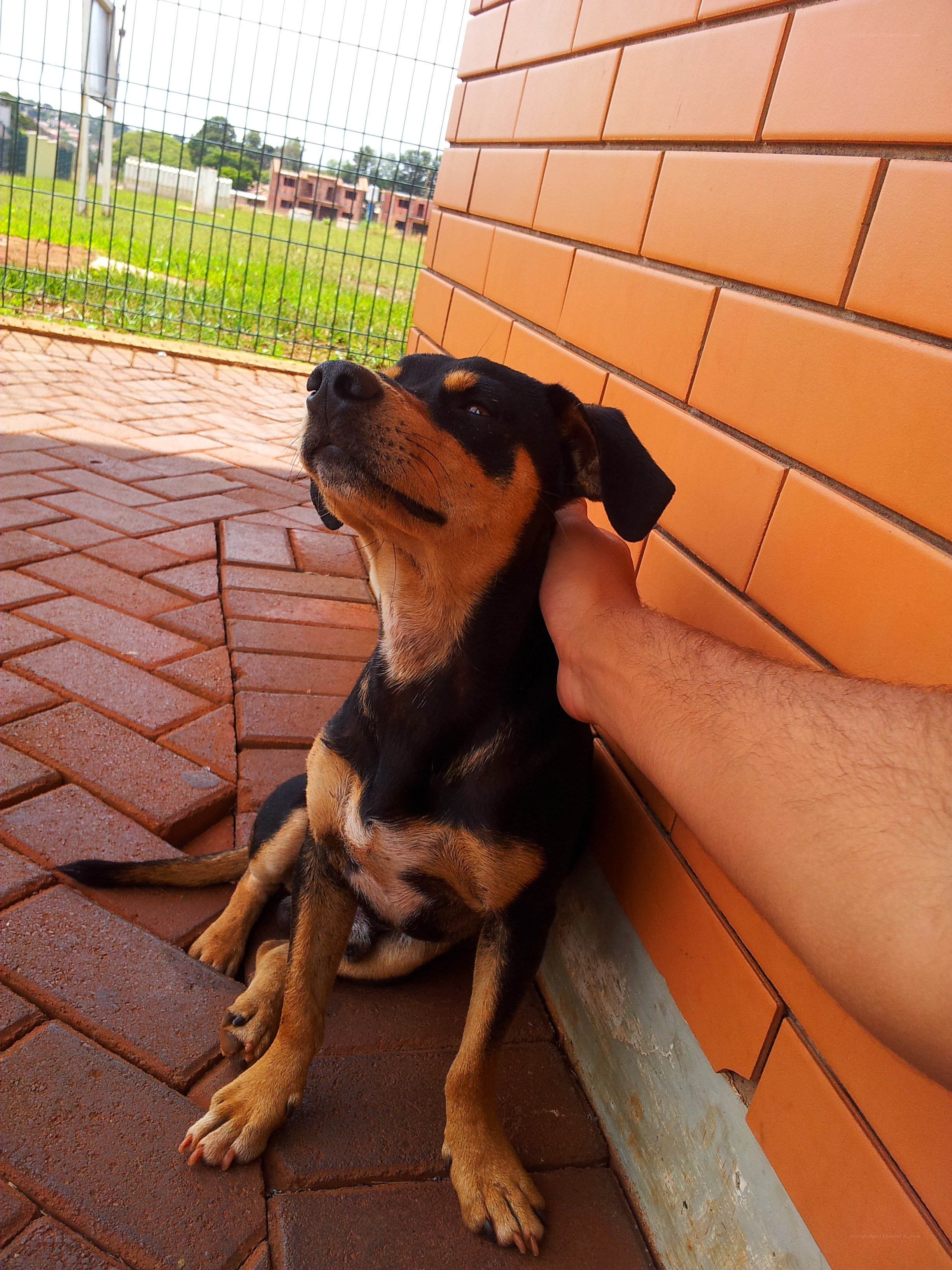 dog being petted by a hand