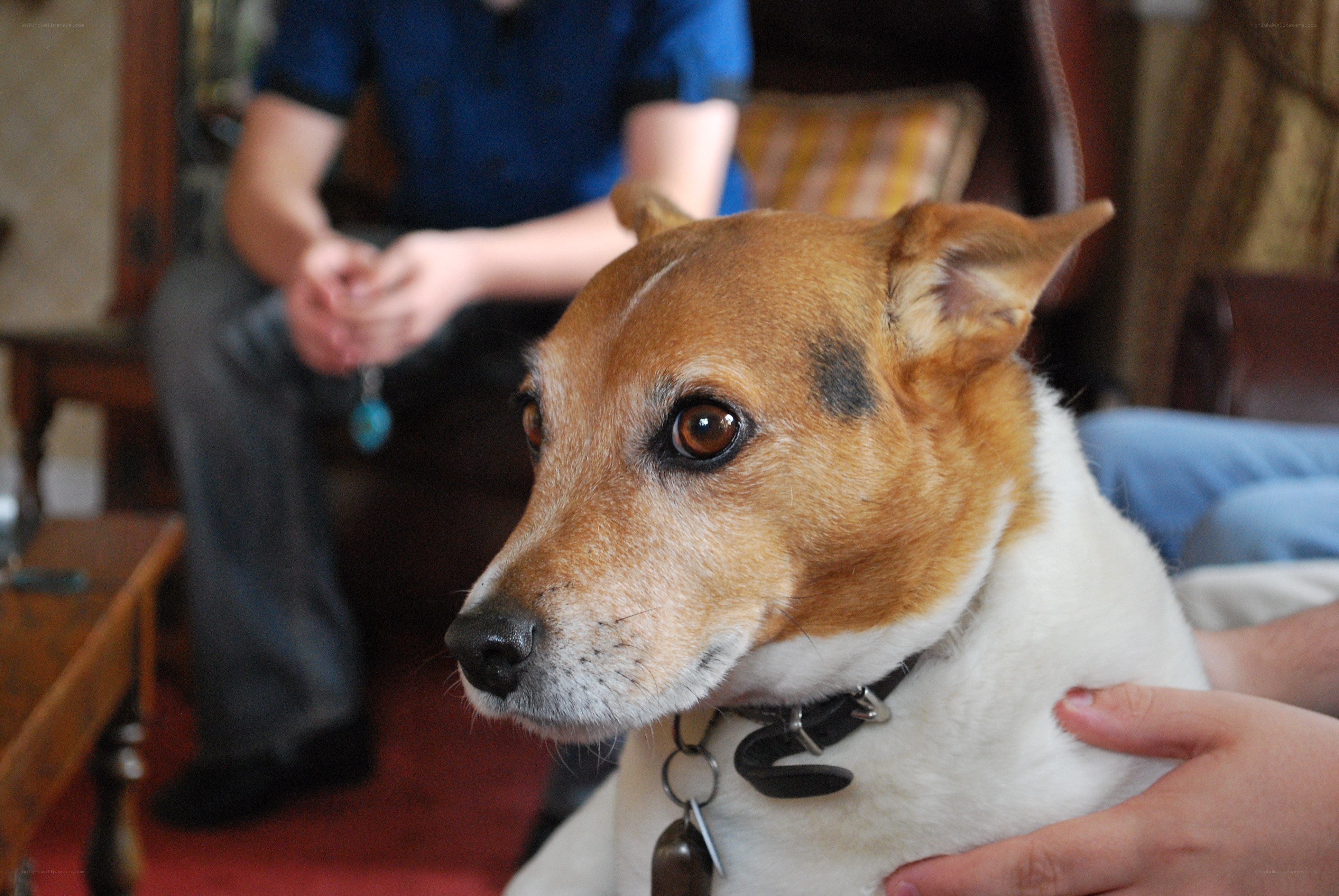 dog being petted indoors