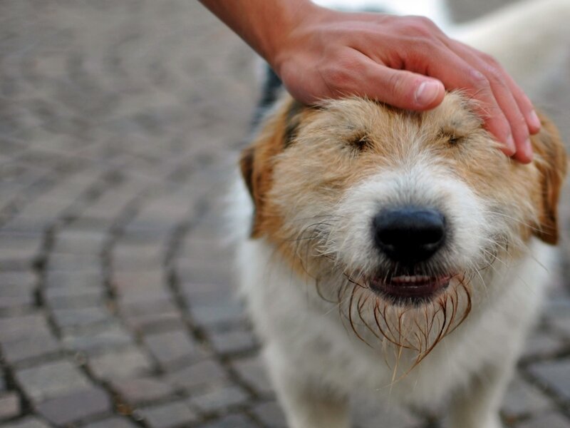 Dog Being Petted