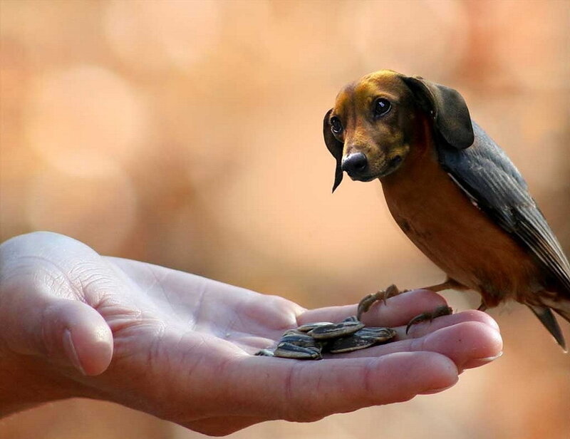 dog-bird hybrid feeding