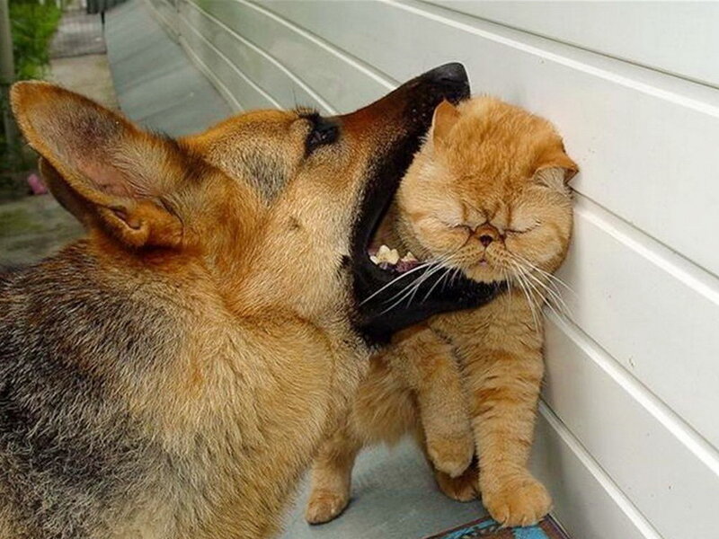Dog Biting Cat