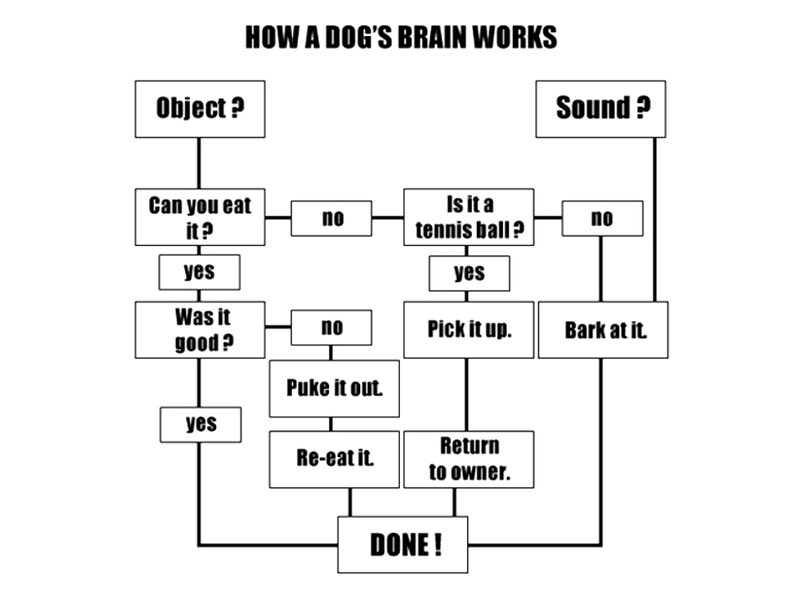 Dog Brain Flowchart
