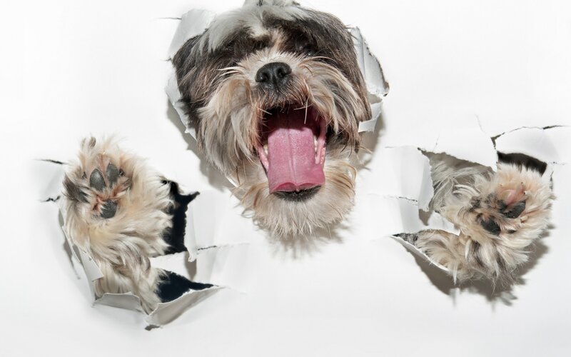 Dog Breaking Through Paper