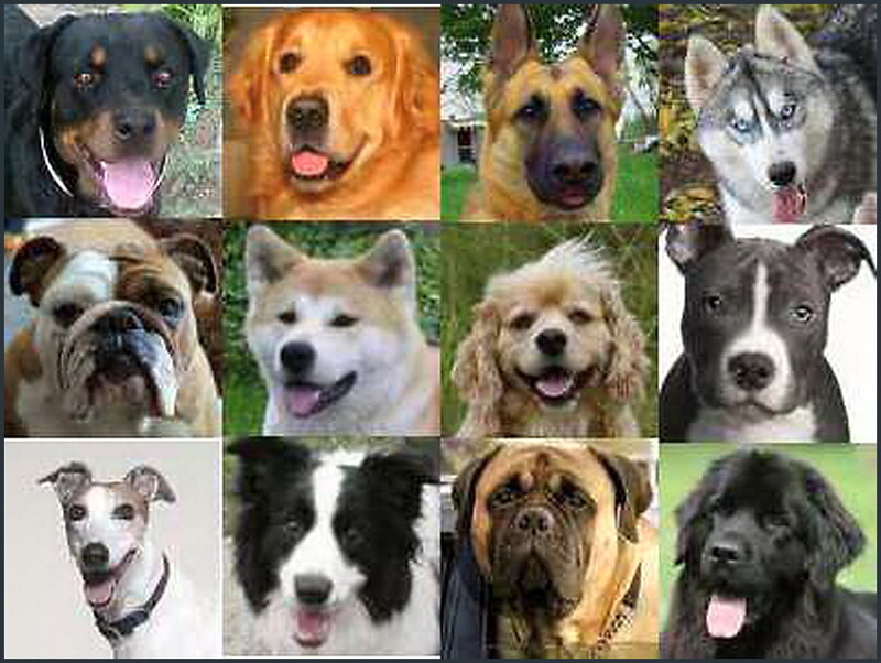 Dog Breeds Collage — Brown