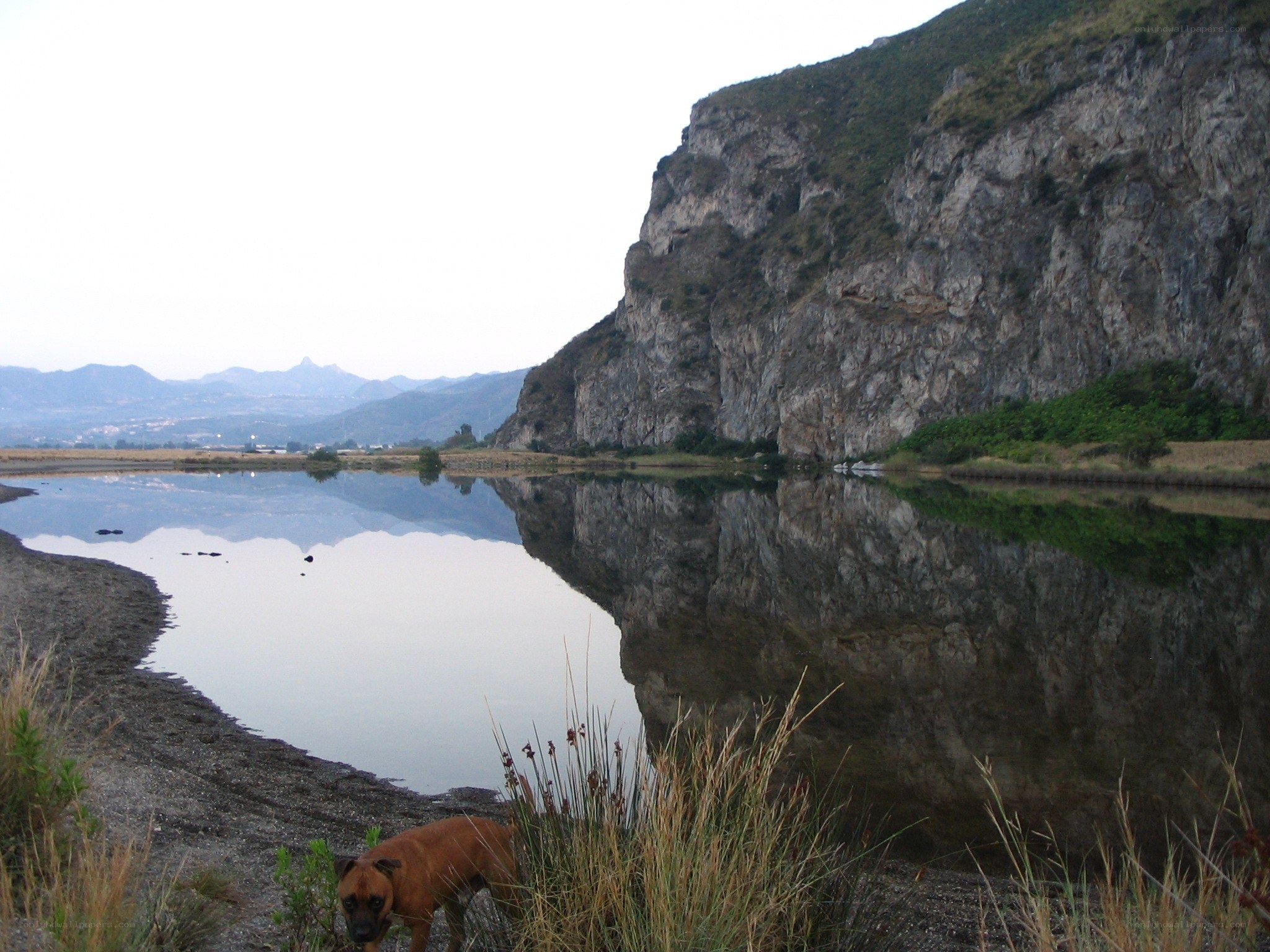 dog by a calm lake