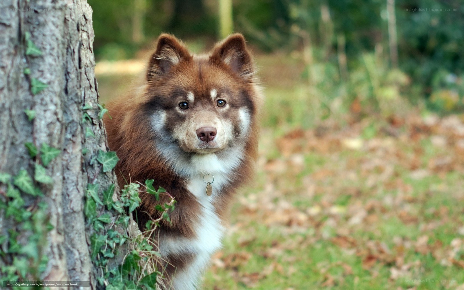 dog by a tree in forest
