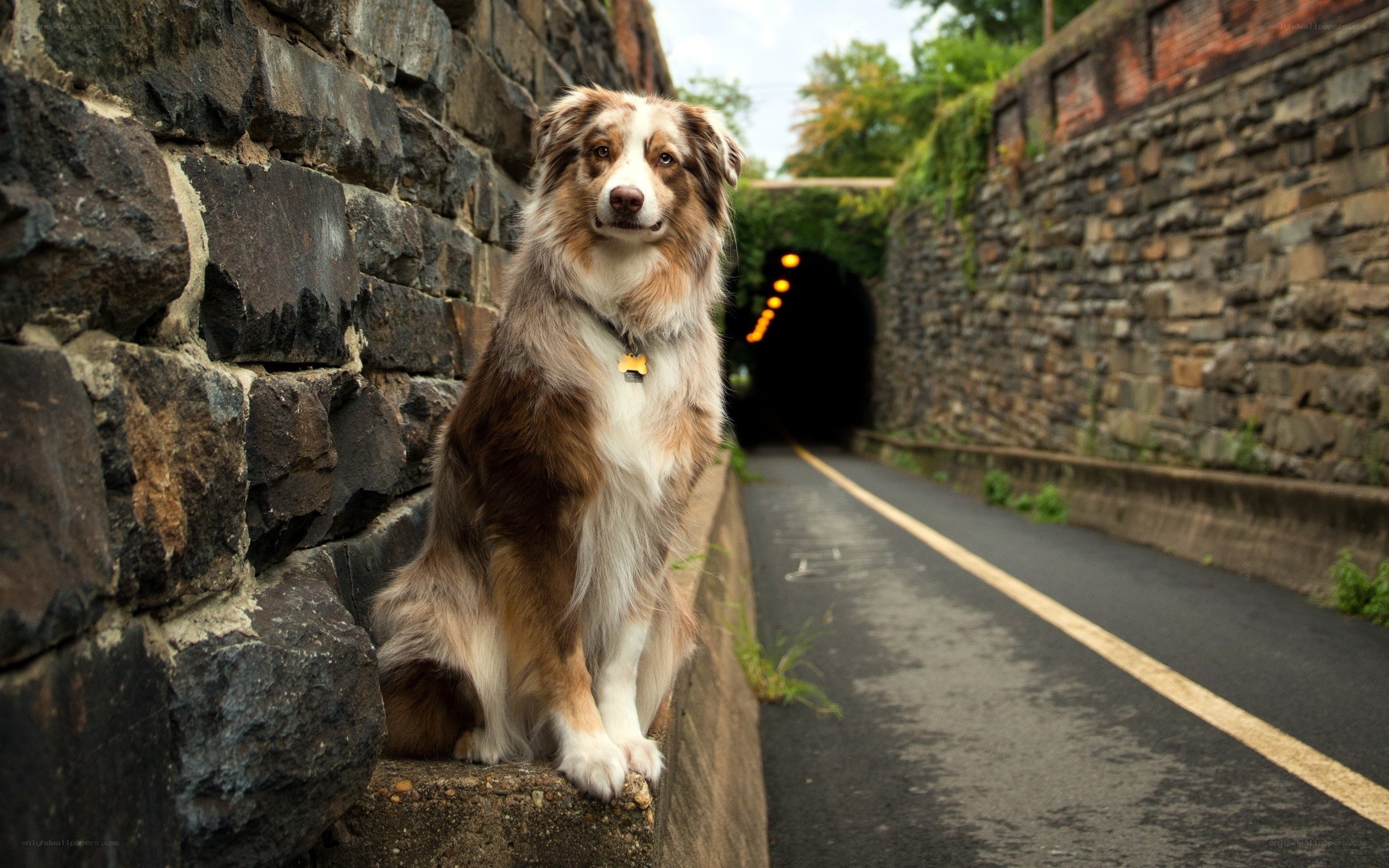 dog by a tunnel