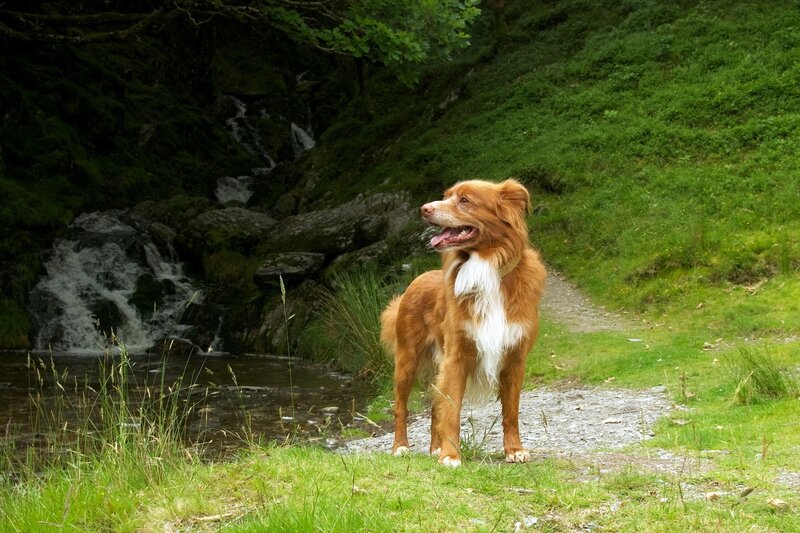 Dog by a waterfall