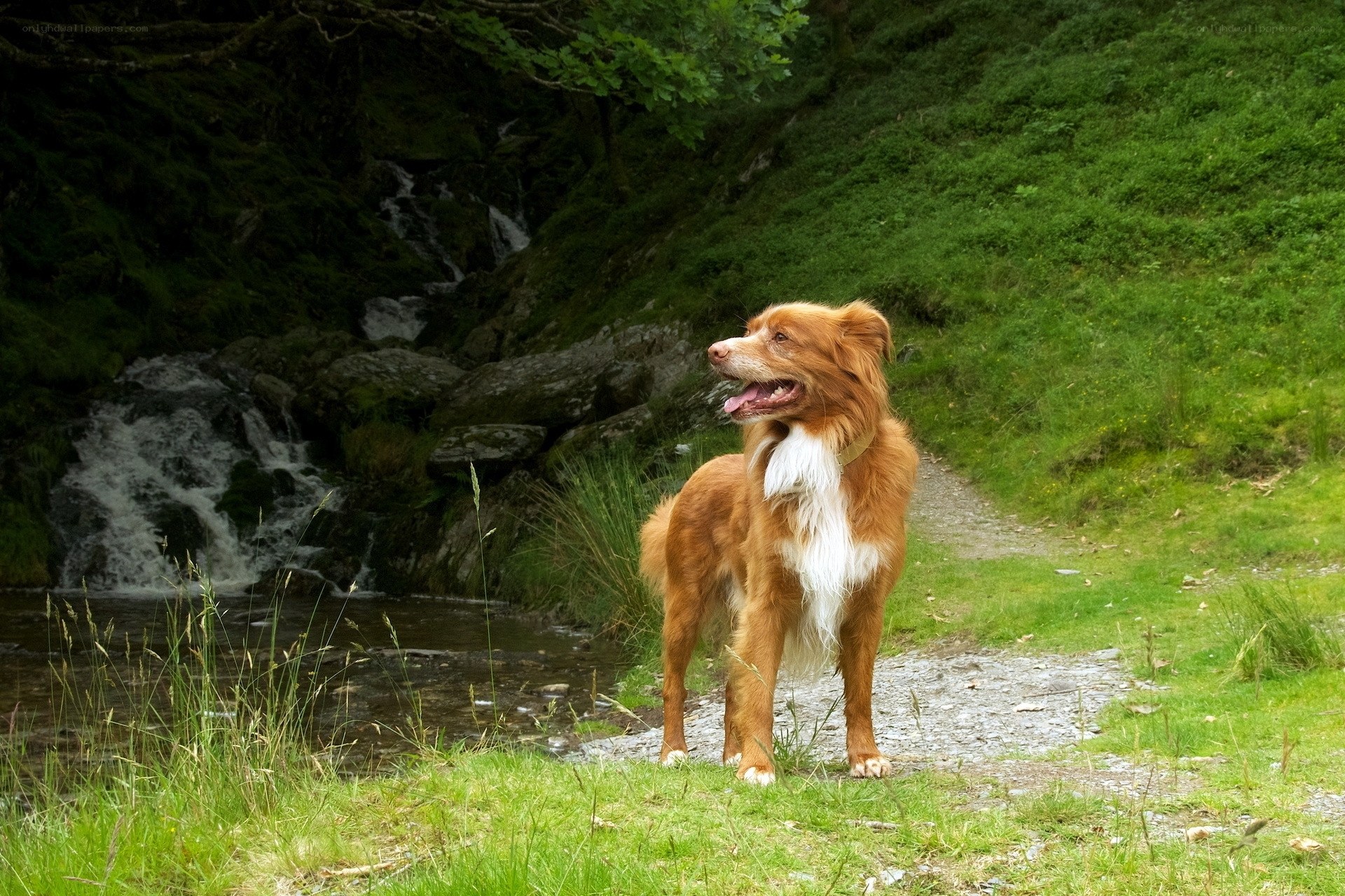 Dog by a waterfall