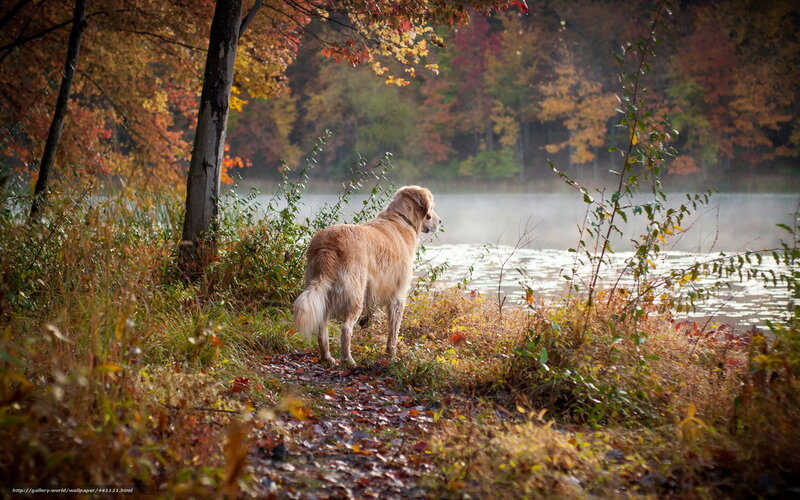 Dog by autumn lake