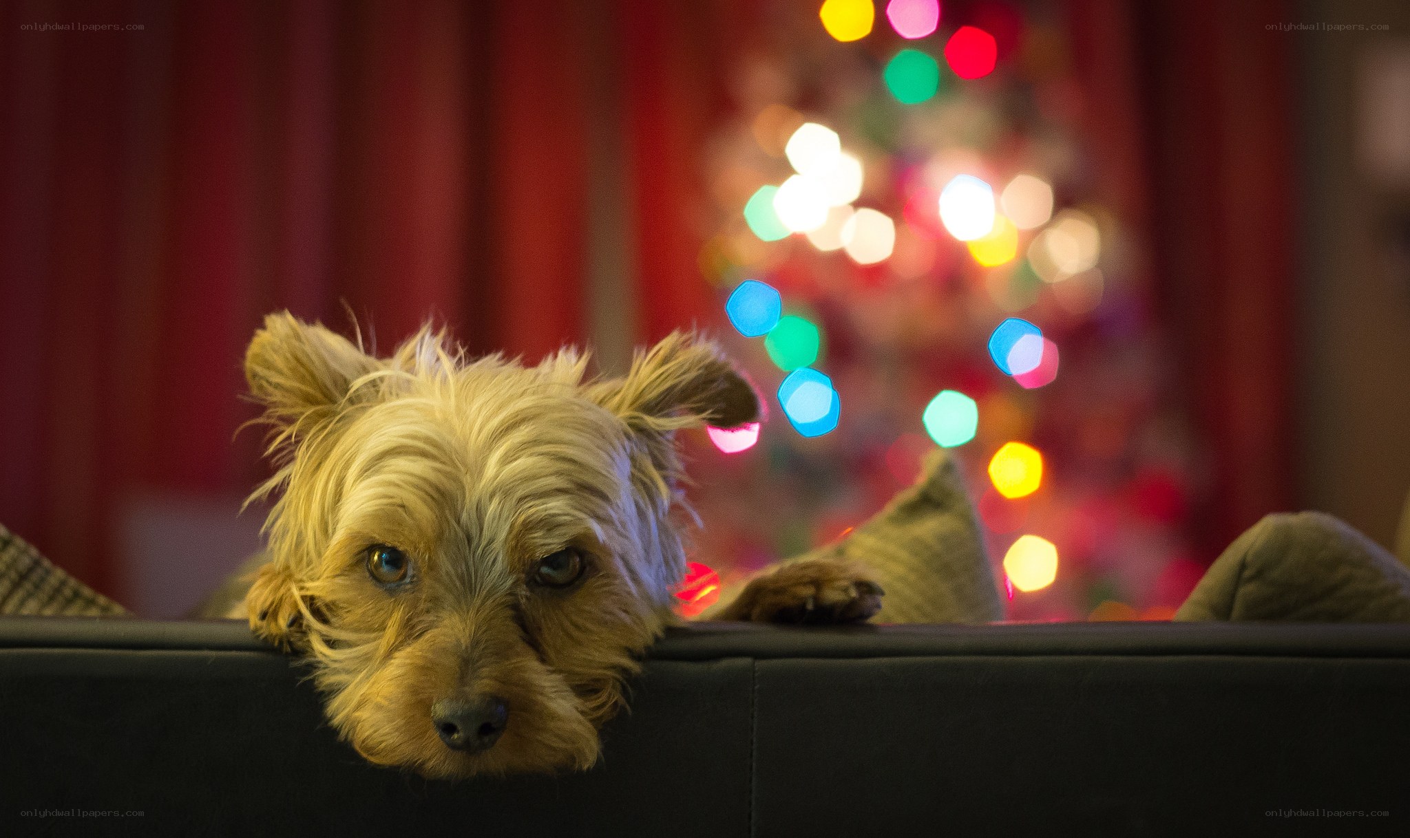 dog by christmas lights