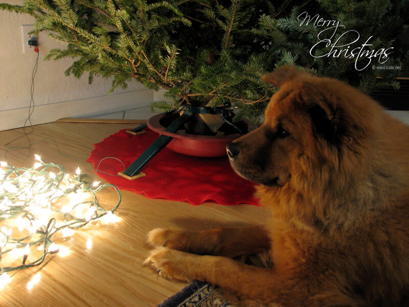 Dog by Christmas tree