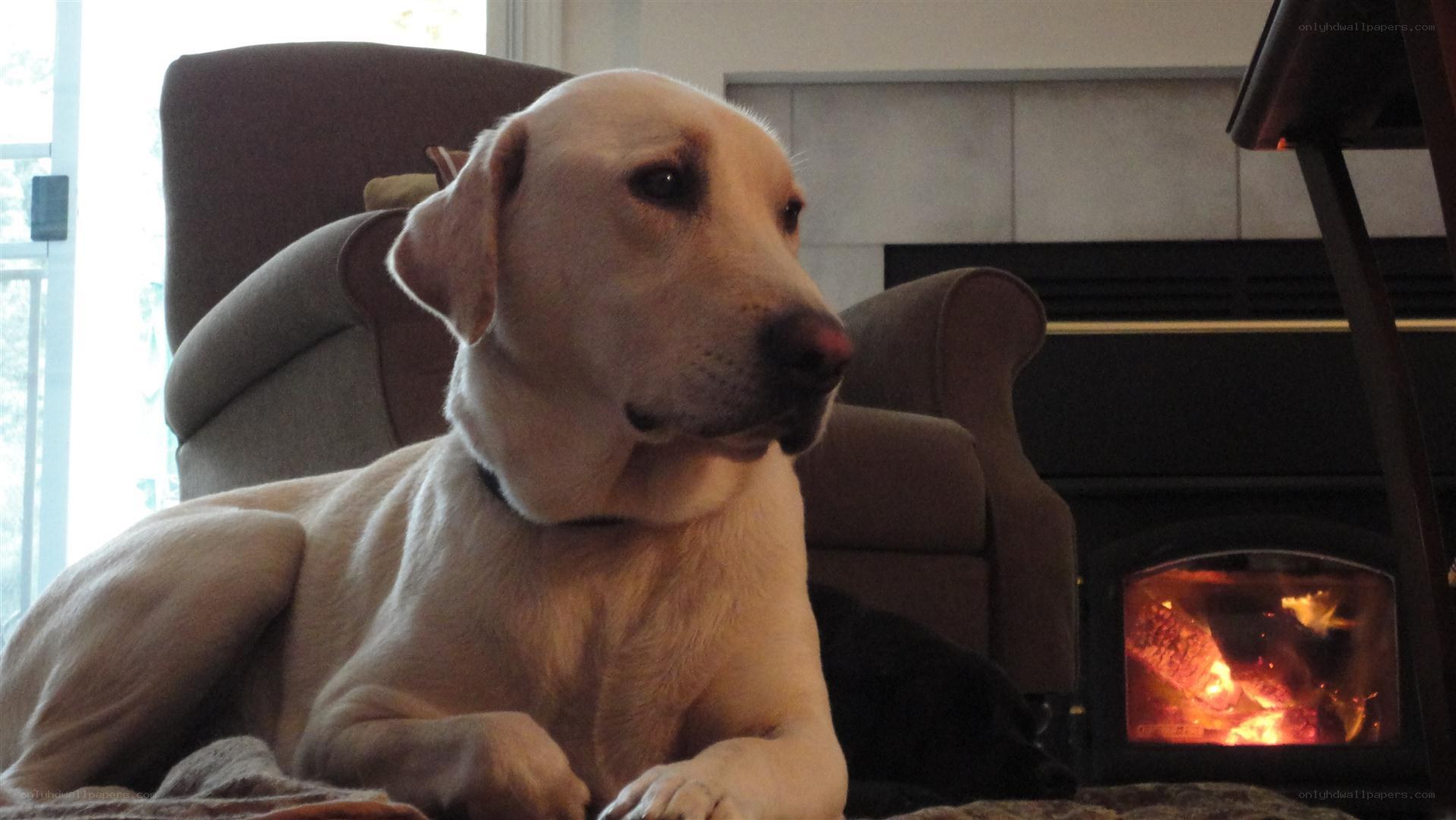 dog by the fireplace