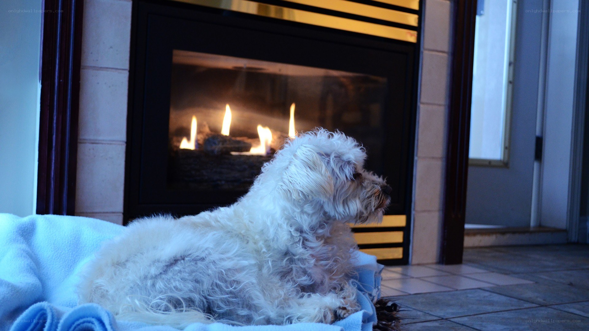 dog by the fireplace