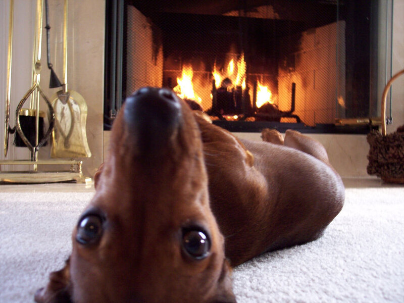 dog by the fireplace