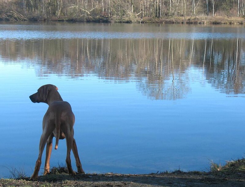 dog by the lake