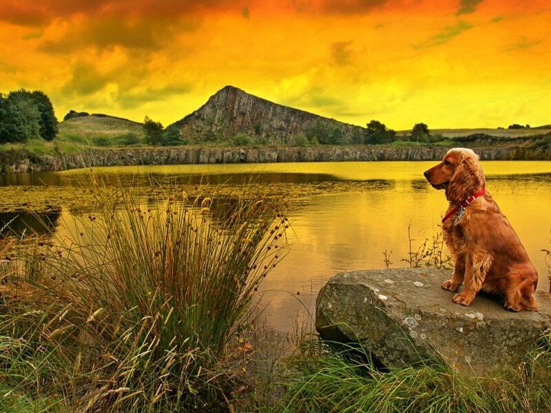 Dog by the lake at sunset