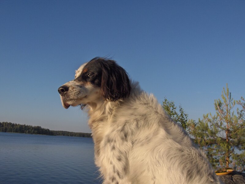 dog by the lake at sunset